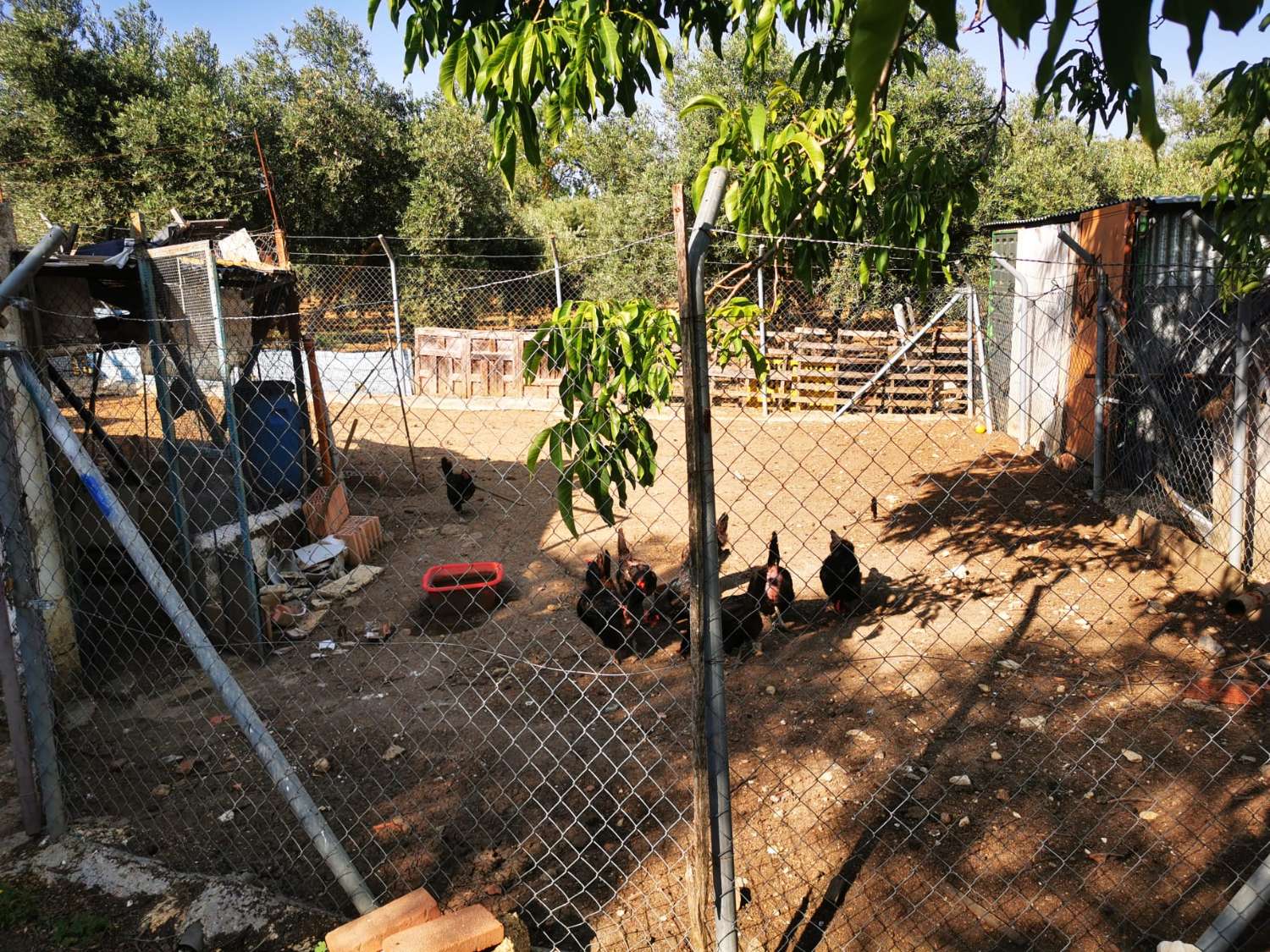 SUPER PROPRIÉTÉ RUSTIQUE À VENDRE, DANS LA SERRANIA DE RONDA.