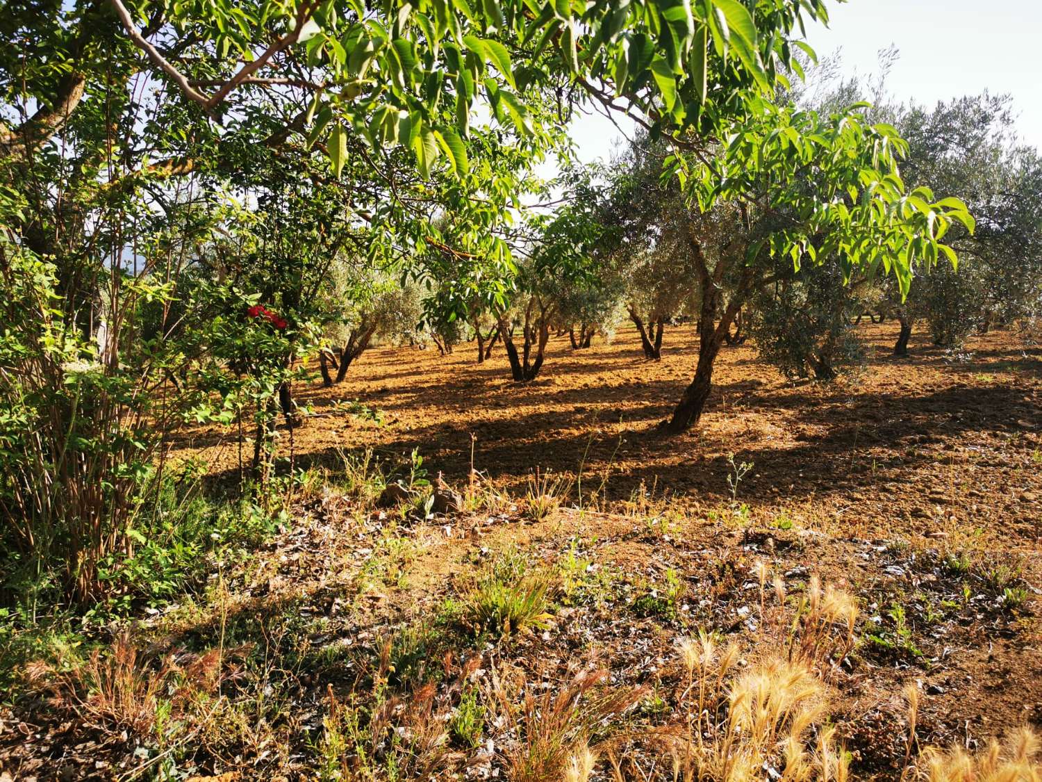 SUPER PROPRIÉTÉ RUSTIQUE À VENDRE, DANS LA SERRANIA DE RONDA.