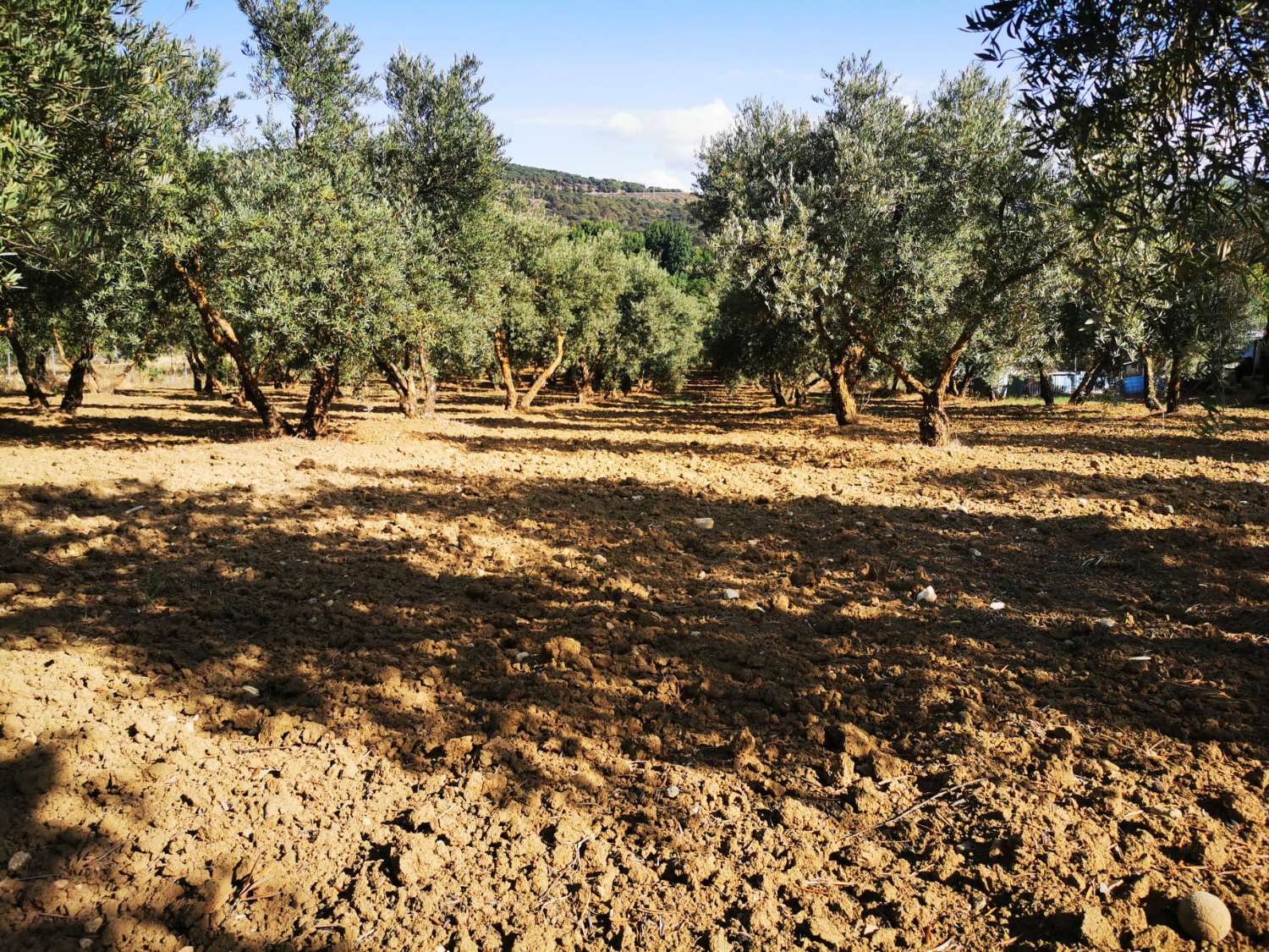 SUPER PROPRIÉTÉ RUSTIQUE À VENDRE, DANS LA SERRANIA DE RONDA.