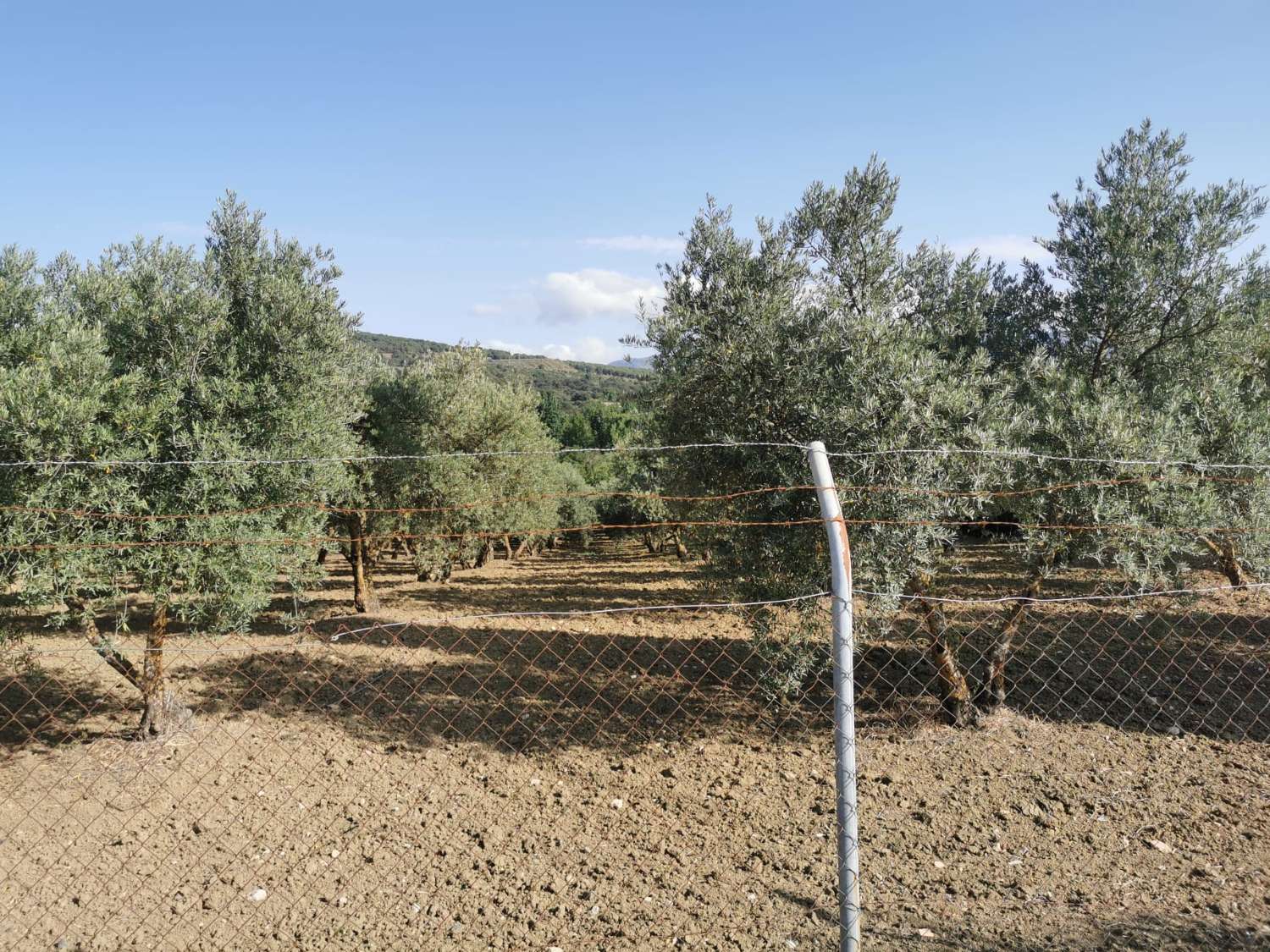 SUPER PROPRIÉTÉ RUSTIQUE À VENDRE, DANS LA SERRANIA DE RONDA.