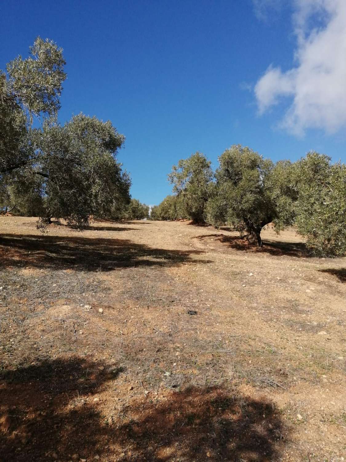 Finca en venta en Sierra de Yeguas