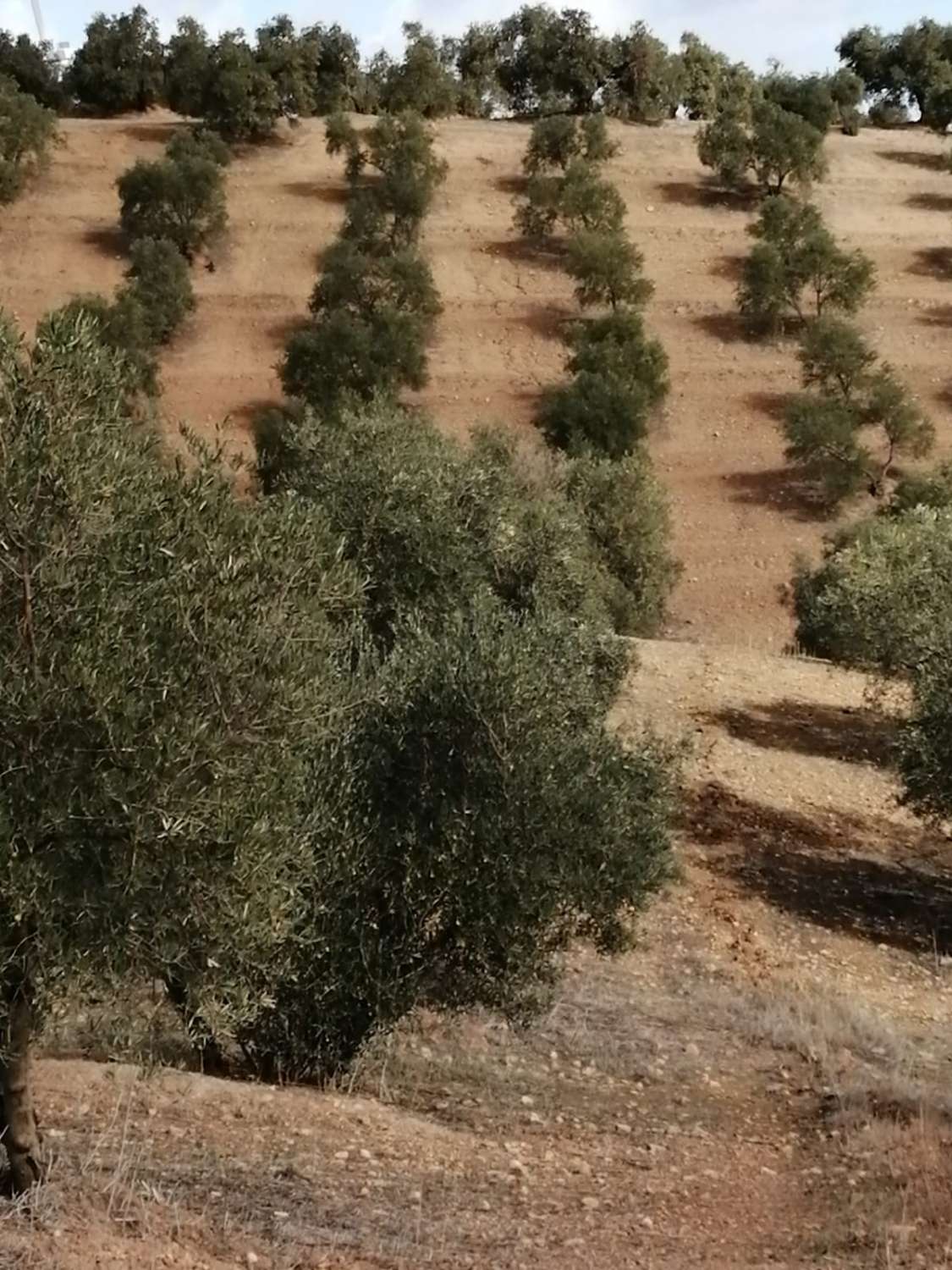 Finca en venta en Sierra de Yeguas