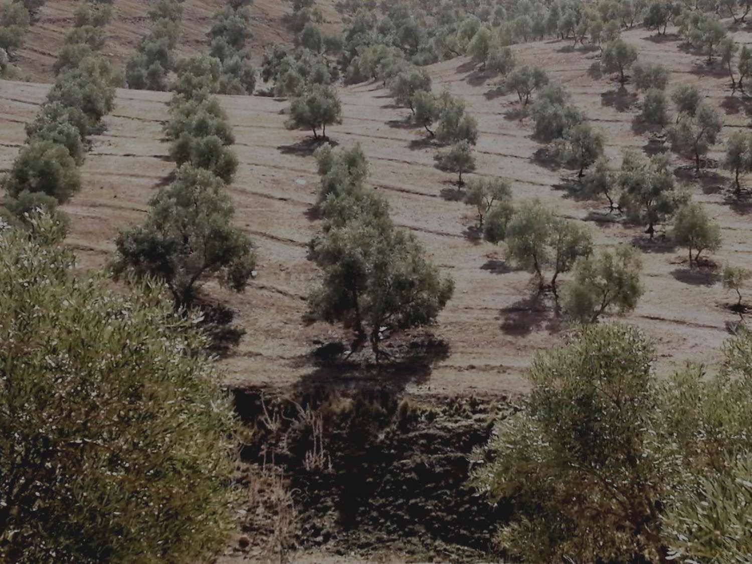 Domain en vente à Sierra de Yeguas