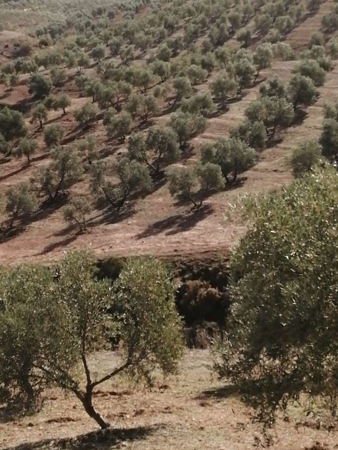 Domain en vente à Sierra de Yeguas