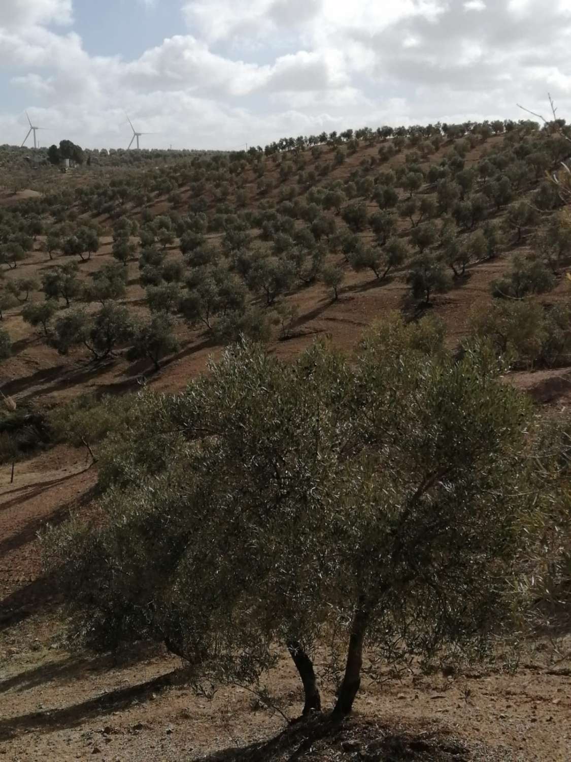 Finca en venta en Sierra de Yeguas