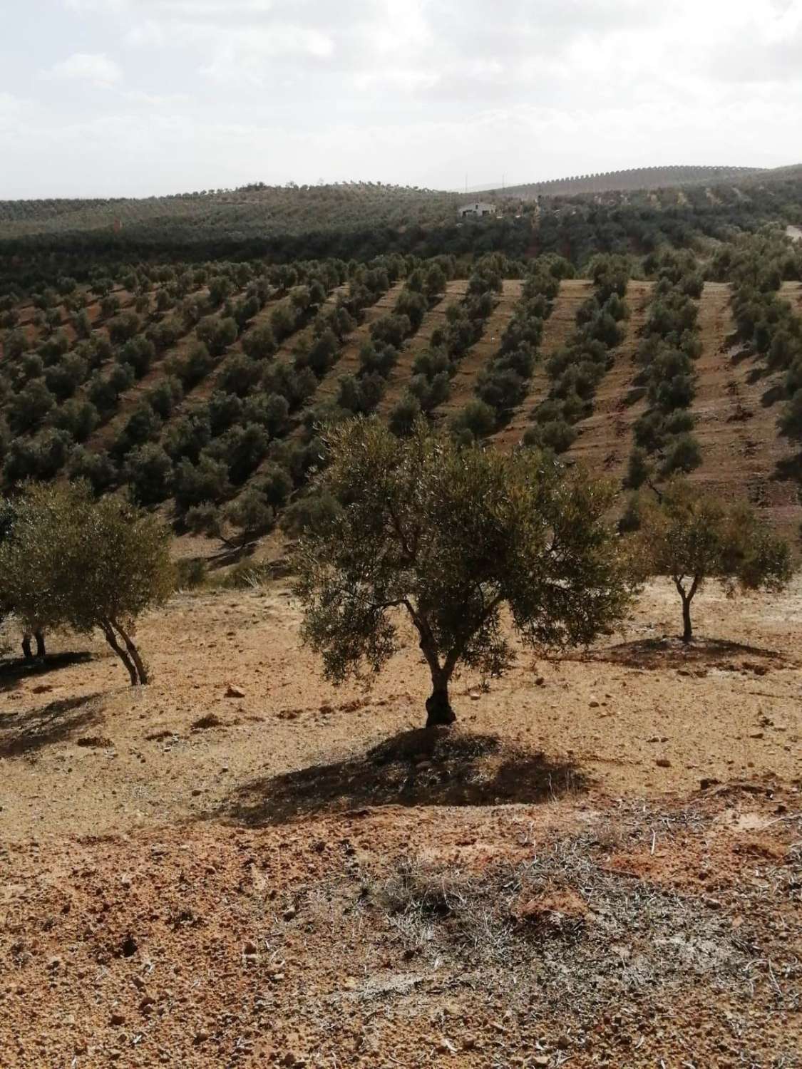 Finca en venta en Sierra de Yeguas