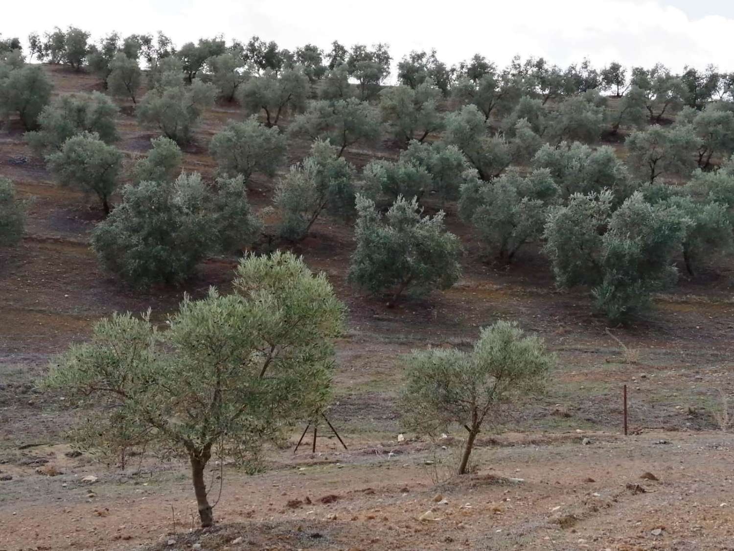 Domain en vente à Sierra de Yeguas