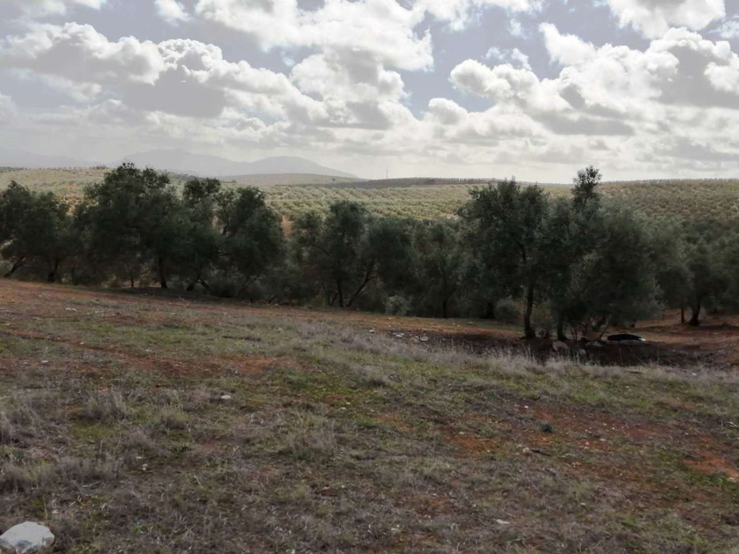 Domain en vente à Sierra de Yeguas