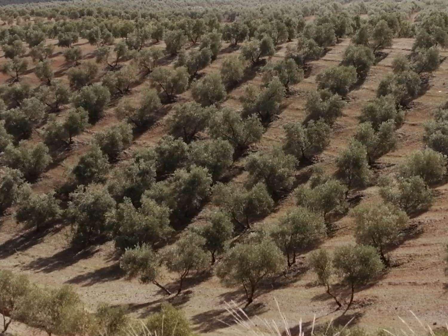 Domain en vente à Sierra de Yeguas