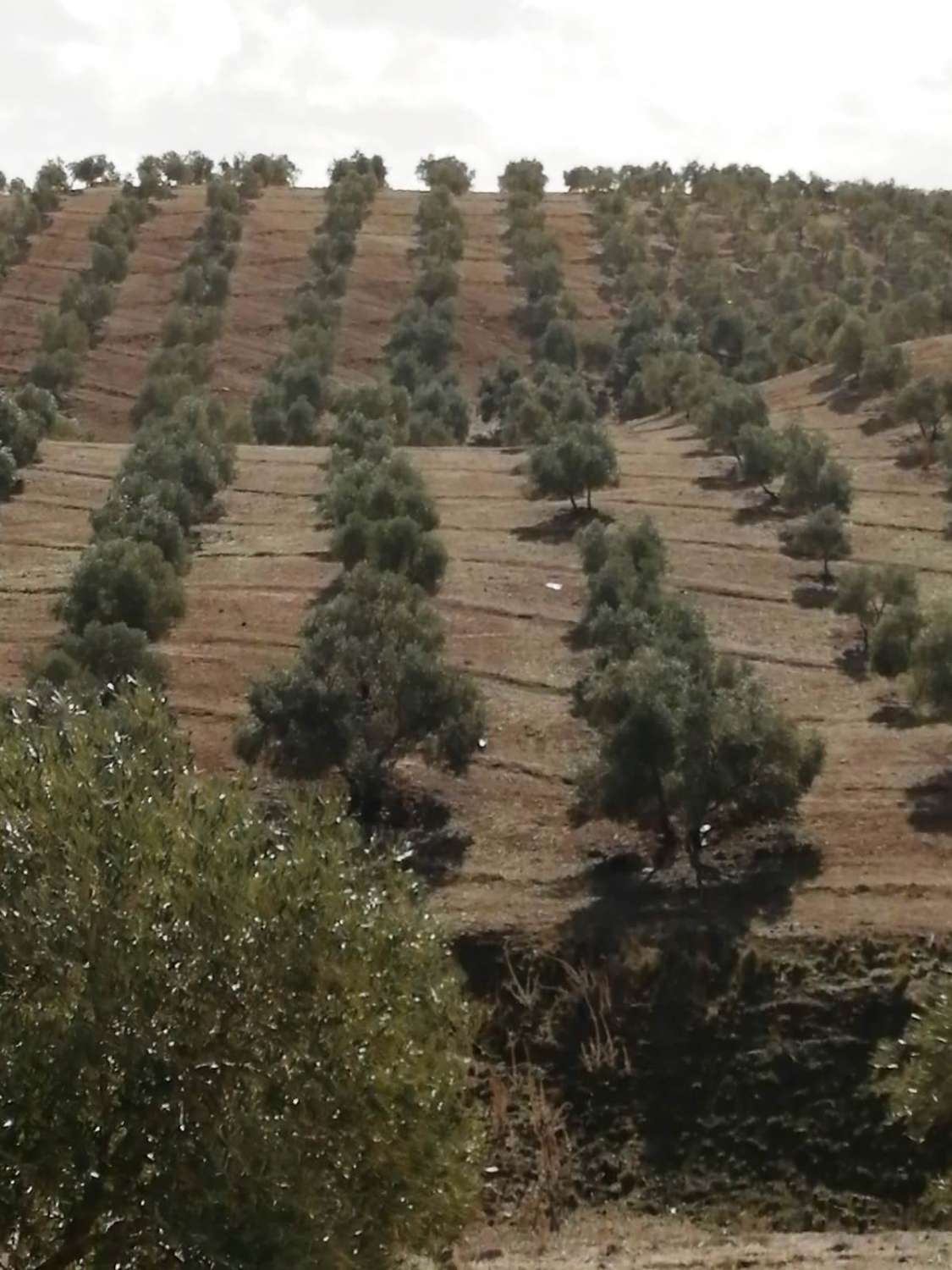 Finca en venta en Sierra de Yeguas