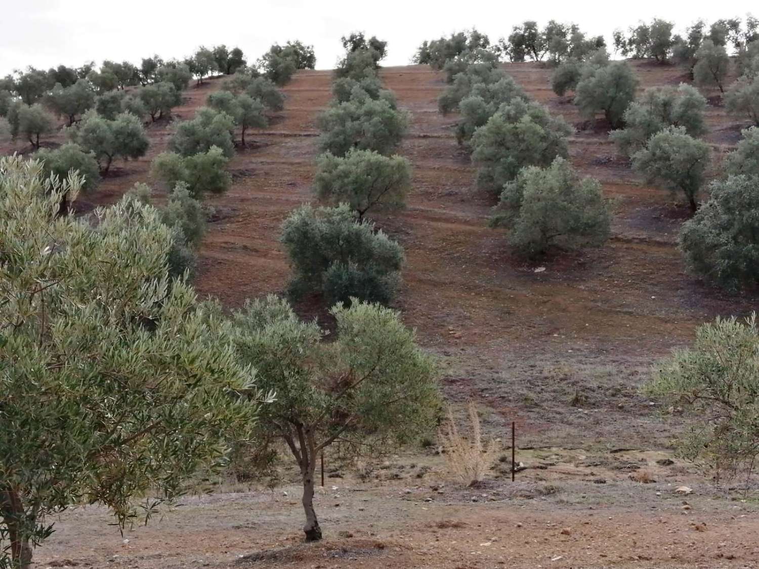 Domain en vente à Sierra de Yeguas