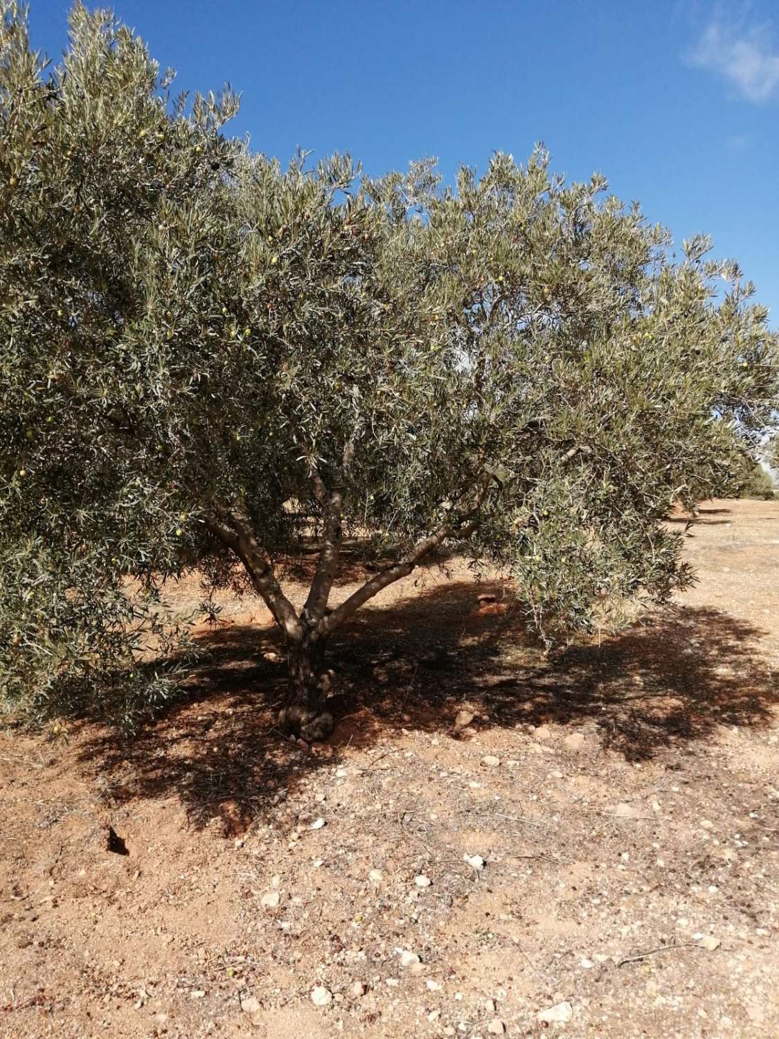 Domain en vente à Sierra de Yeguas