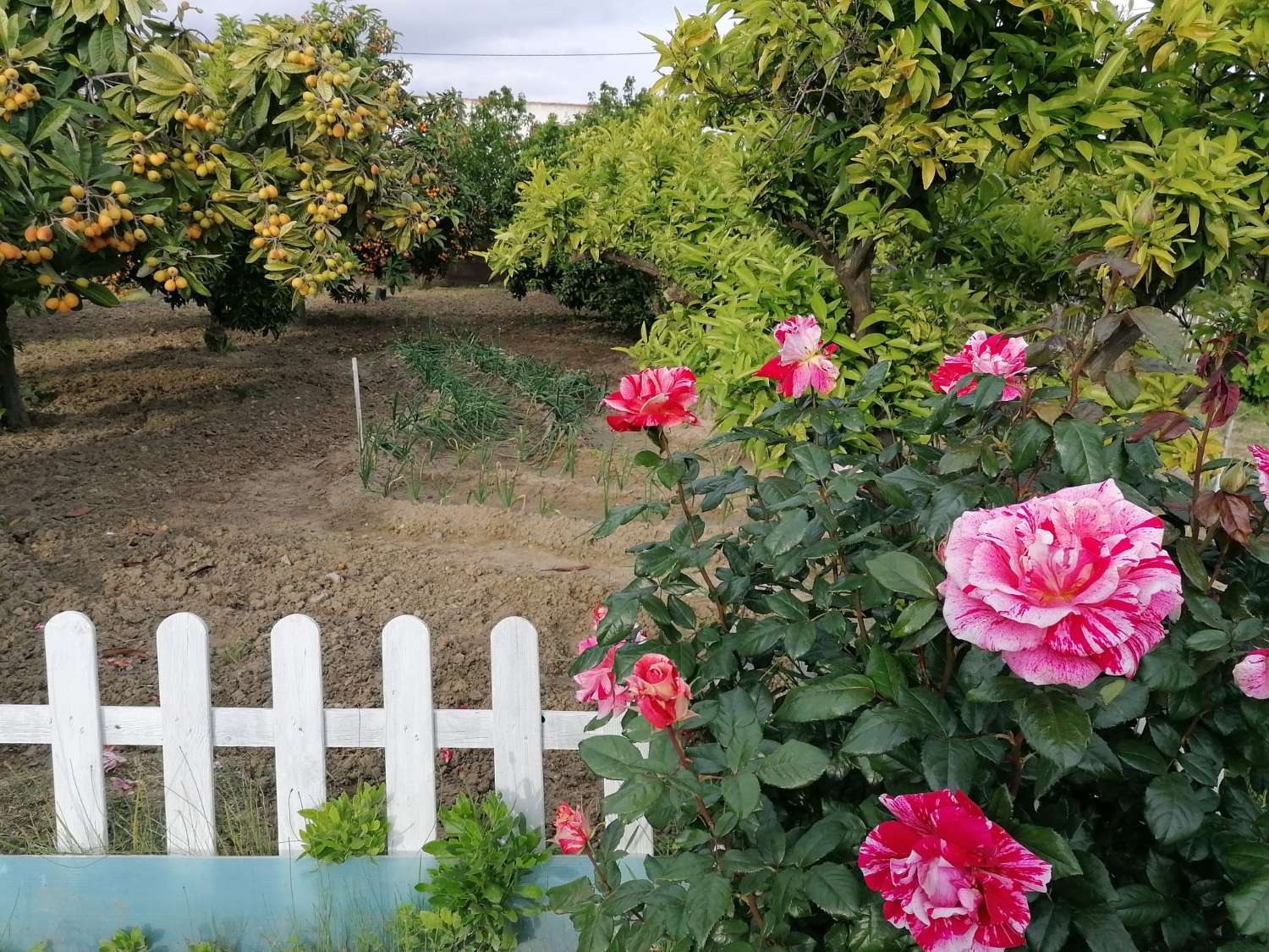 Finca en venta en Coín